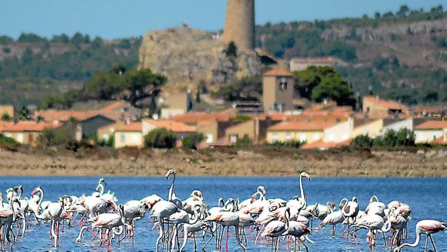 La Mouette Qui Miaule Διαμέρισμα Gruissan Εξωτερικό φωτογραφία